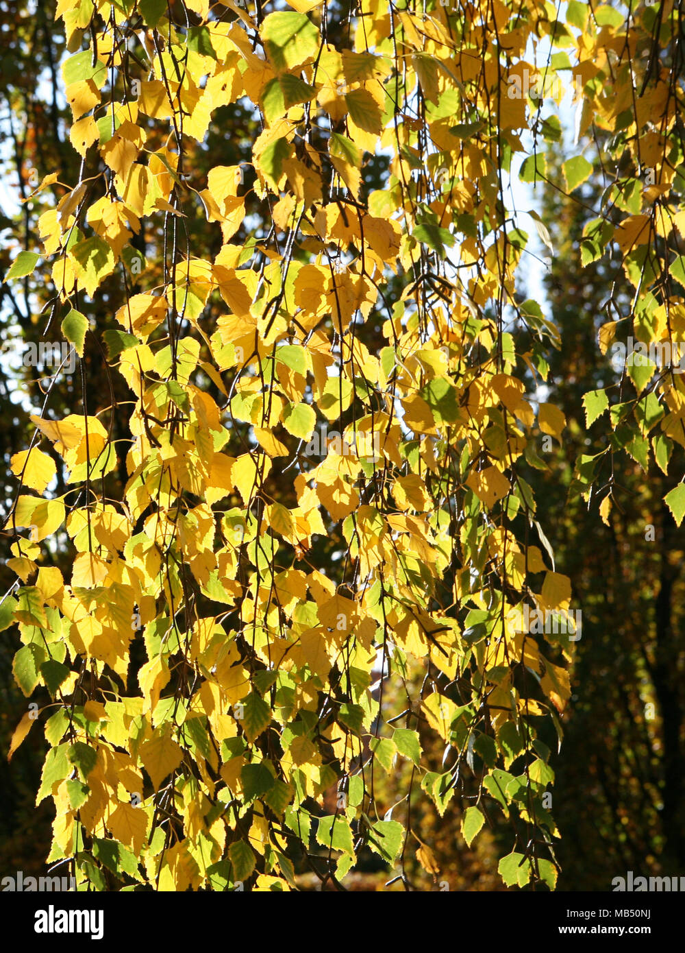 Il giallo e il verde delle foglie parete Foto Stock