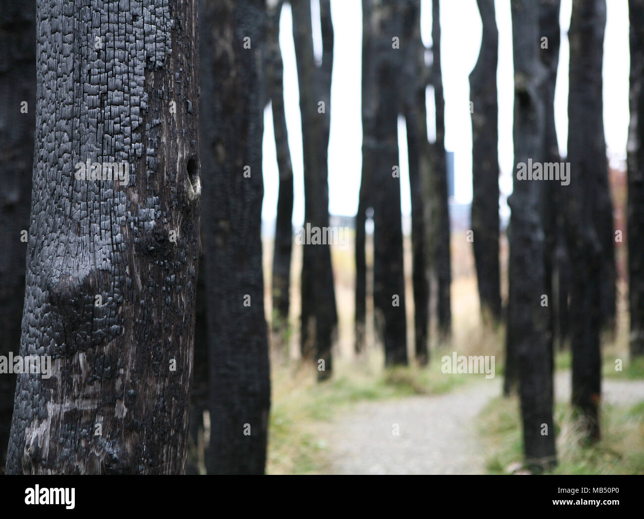 Set di black tronchi d albero vichinghi rituali Foto Stock