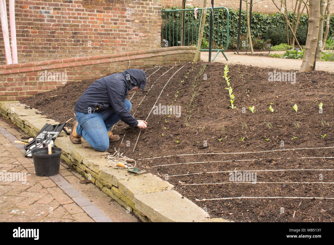Giardiniere piantare piante vegetali al Royal Botanic Gardens di Kew, London, Regno Unito Foto Stock