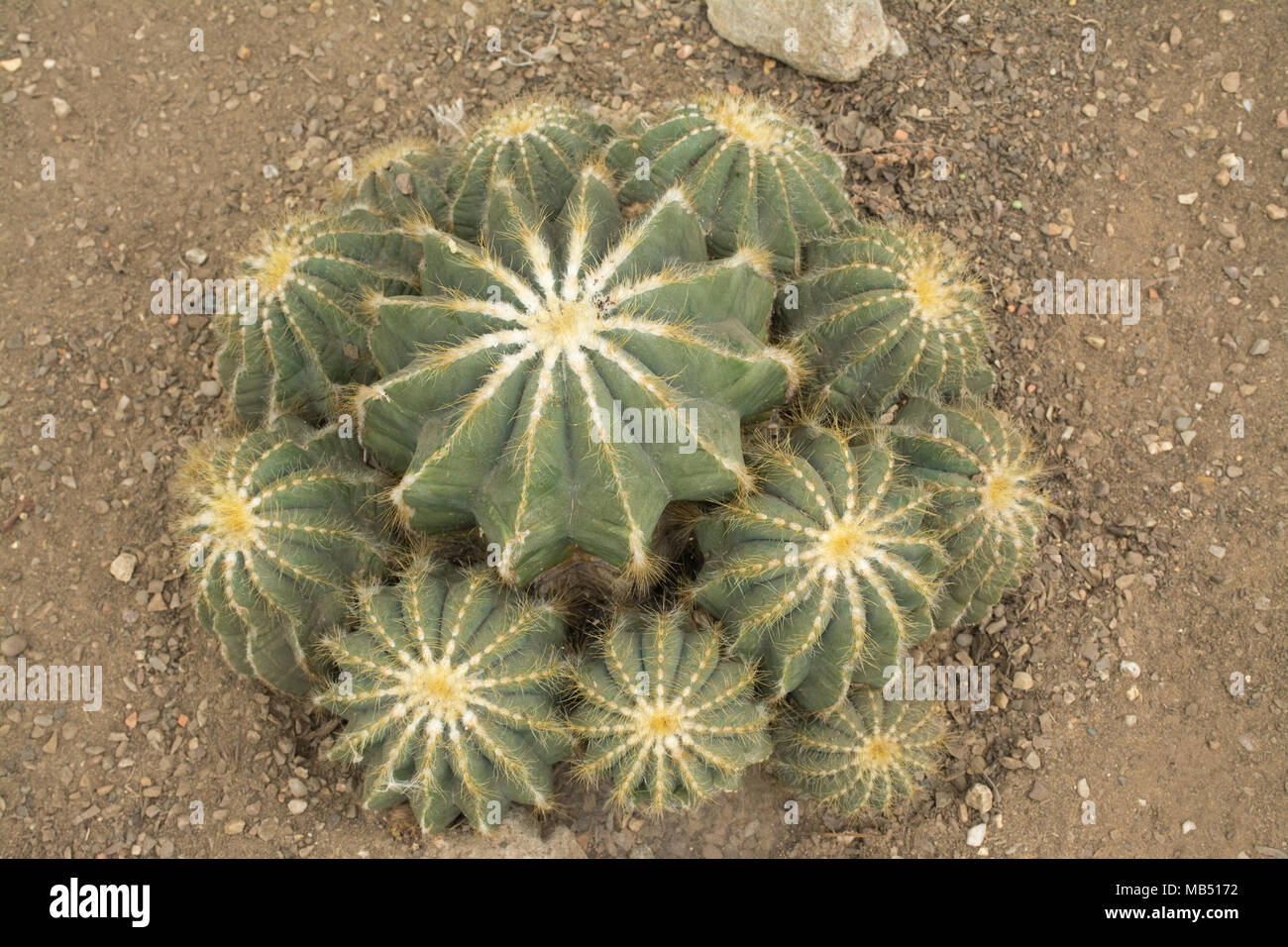 Parodia magnifica, un membro della famiglia di cactus dal Brasile, la Principessa di Galles Conservatorio, Royal Botanic Gardens di Kew, London, Regno Unito Foto Stock