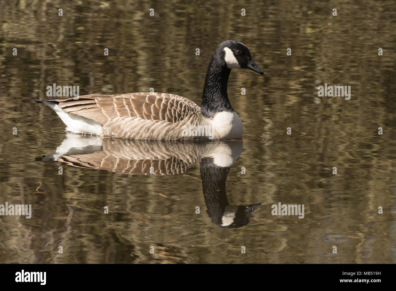 Canada goose (Branta canadensis) Nuoto Il laghetto con la riflessione Foto Stock