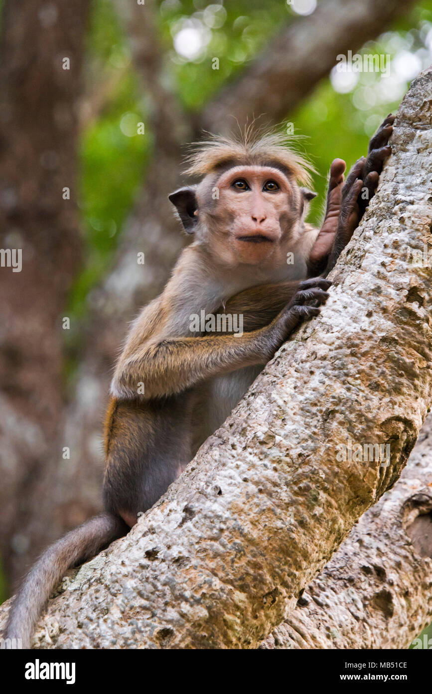 Verticale fino in prossimità della toque macaque seduto in un albero in Sri Lanka. Foto Stock