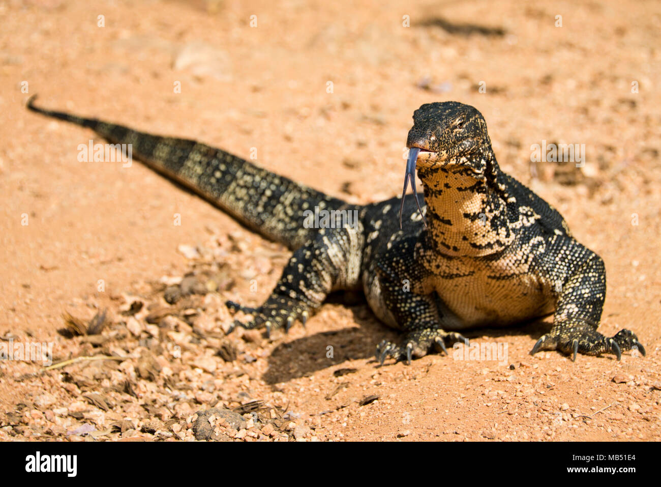 Orizzontale fino in prossimità di un comune monitor acqua in Sri Lanka. Foto Stock