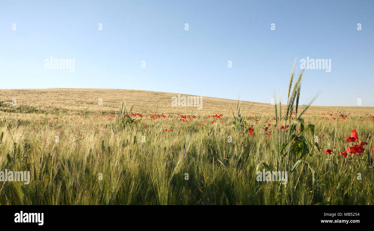 Papaveri fiori nel campo di grano Foto Stock