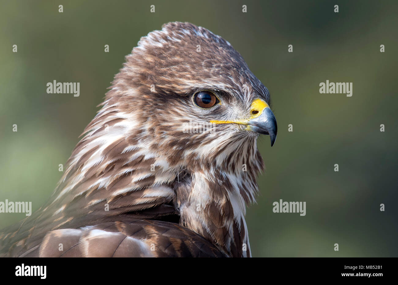 Steppa poiana (Buteo buteo), animale ritratto, Tirolo, Austria Foto Stock