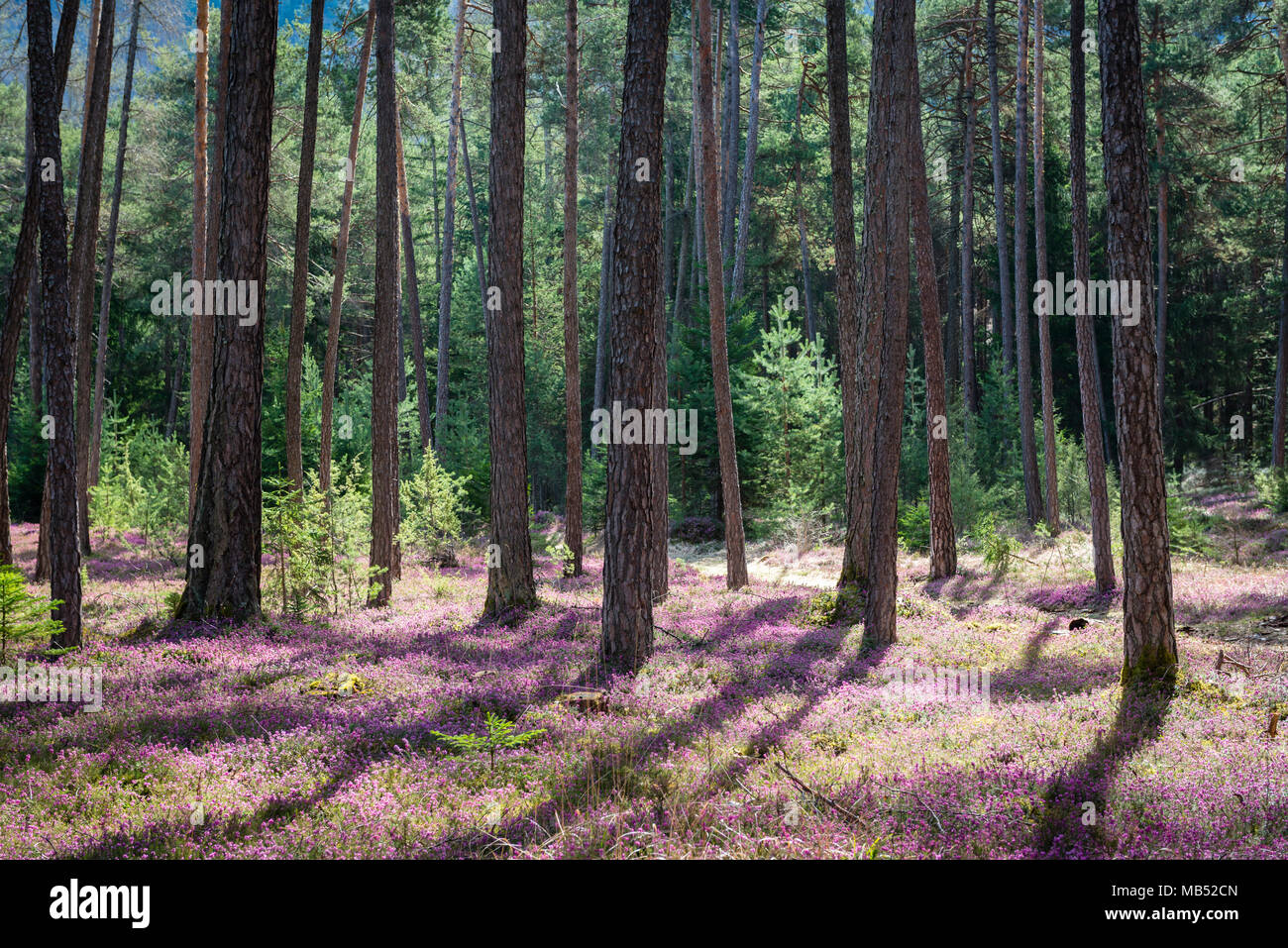 Fioritura viola inverno heath (Erica carnea) come la copertura del terreno nella foresta di luce, Ötztal, Tirolo, Austria Foto Stock