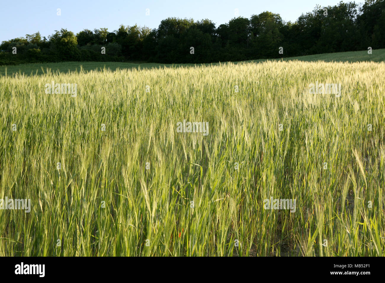 Green campo di grano Foto Stock