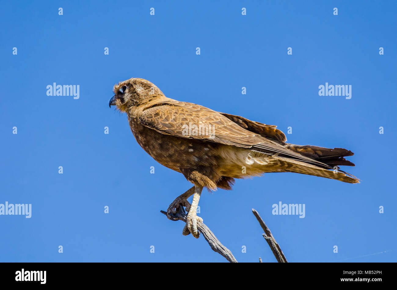 Brown Falcon, Birdsville, Queensland, Australia Foto Stock