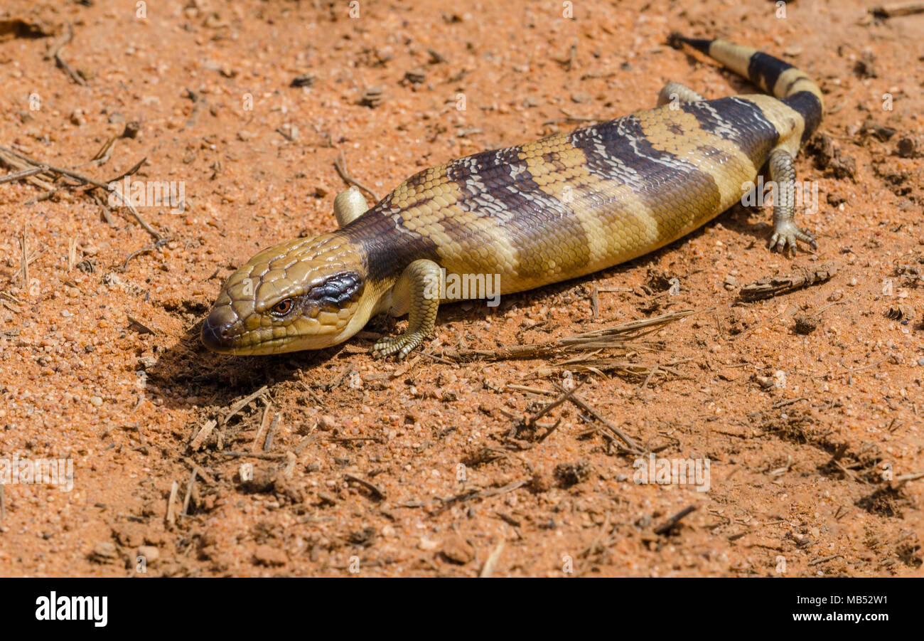 Tiliqua occipitalis, western blue-tongued lizard, animali australiani Foto Stock