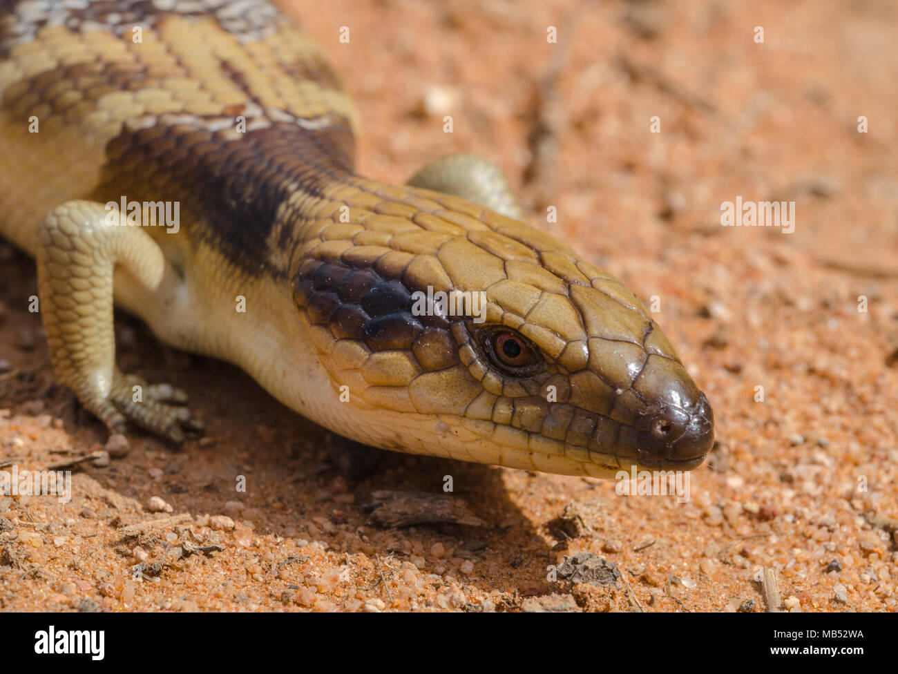 Tiliqua occipitalis, western blue-tongued lizard, animali australiani Foto Stock