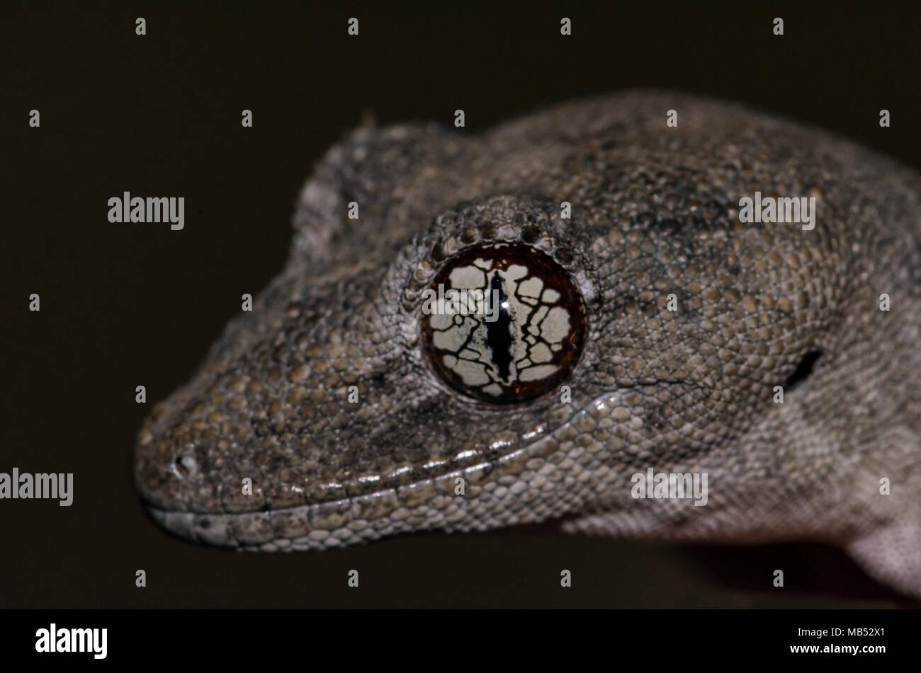 Northern spinoso Gecko codato Strophurus ciliaris Norh di Ceduna, Sud Australia Foto Stock