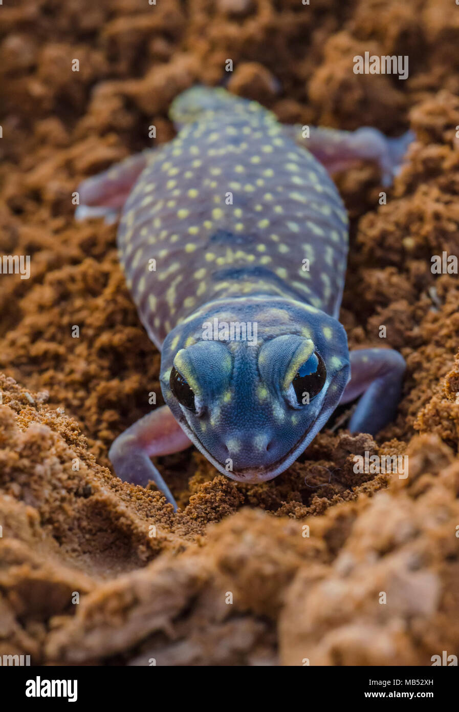 Starred manopola-tailed gecko Yumbarra Conservation Park, Sud Australia Foto Stock