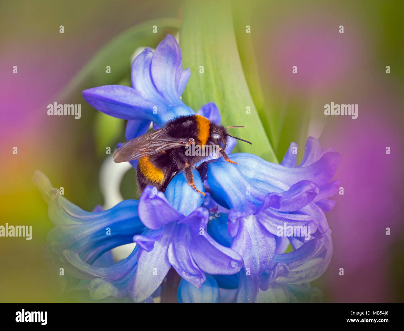 Bumblebee Bombus terrestris molla Norfolk Foto Stock