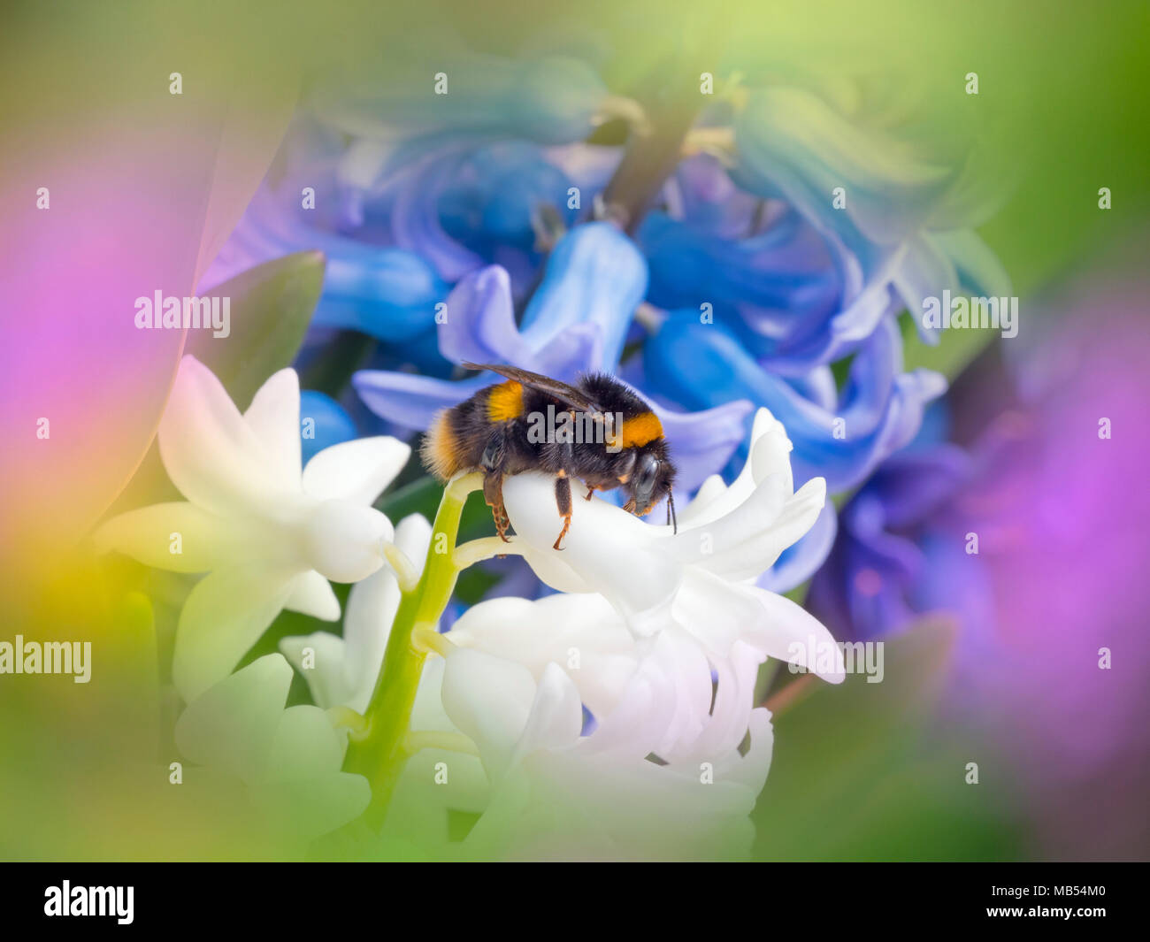 Bumblebee Bombus terrestris molla Norfolk Foto Stock