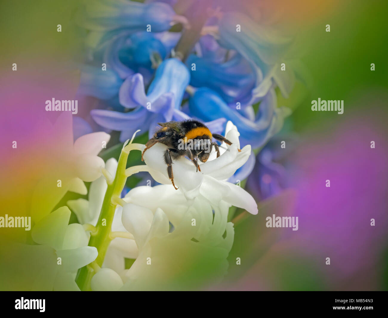 Bumblebee Bombus terrestris molla Norfolk Foto Stock