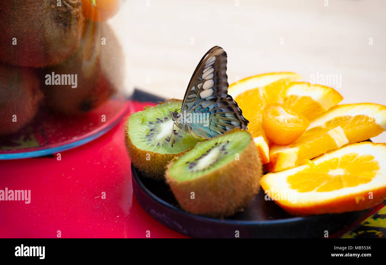 Machaon farfalla (papilio machaon) sulla frutta fresca. Foto Stock