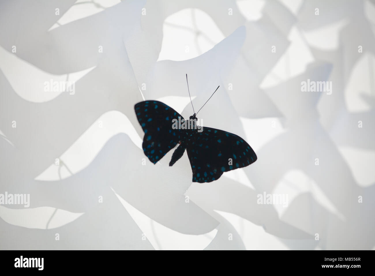 Grande Farfalla silhouette sulla tenda bianca Foto Stock