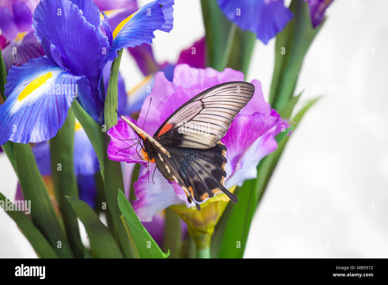 Comune di Rose Butterfly (Pachliopta aristolochiae) su un fiore di iris Foto Stock