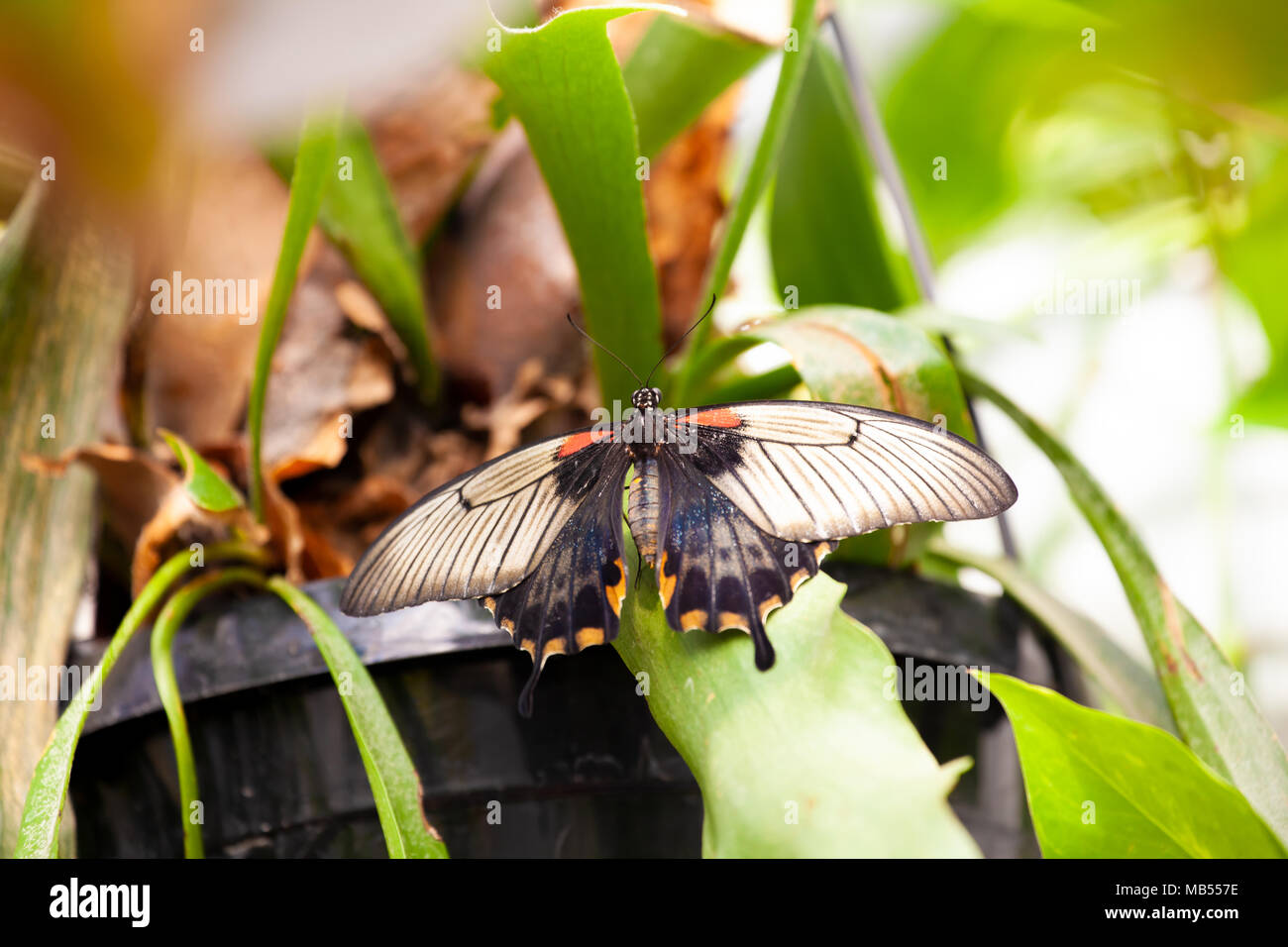 Comune di Rose Butterfly (Pachliopta aristolochiae) su impianto Foto Stock