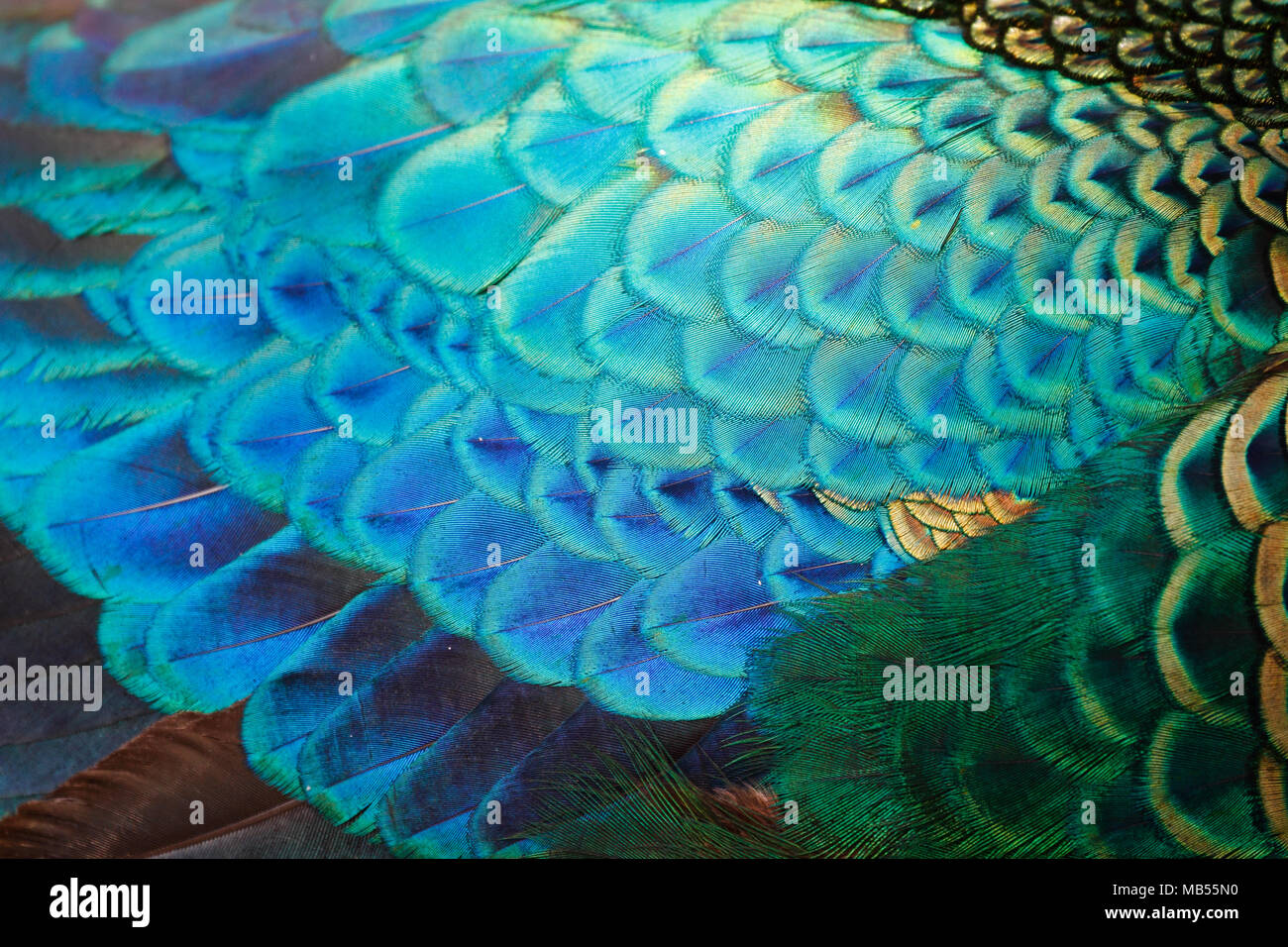 Piume dettaglio del maschio peafowl verde / pavone (Pavo muticus) (shallow dof) Foto Stock