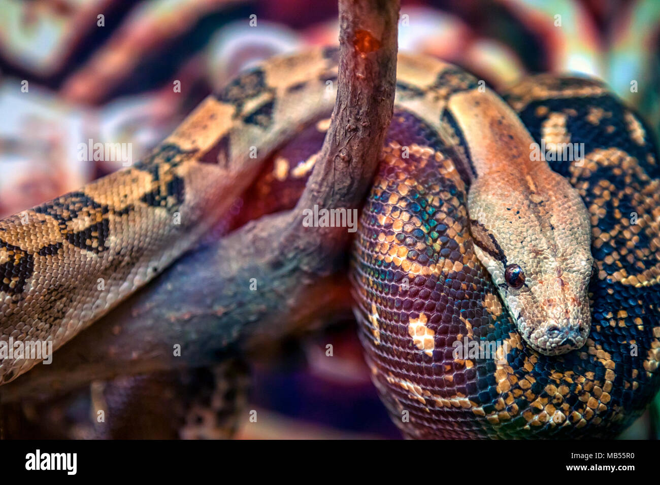 Close-up di un grande verde-marrone o python Pythonidae con gli occhi neri su un ramo di legno Foto Stock