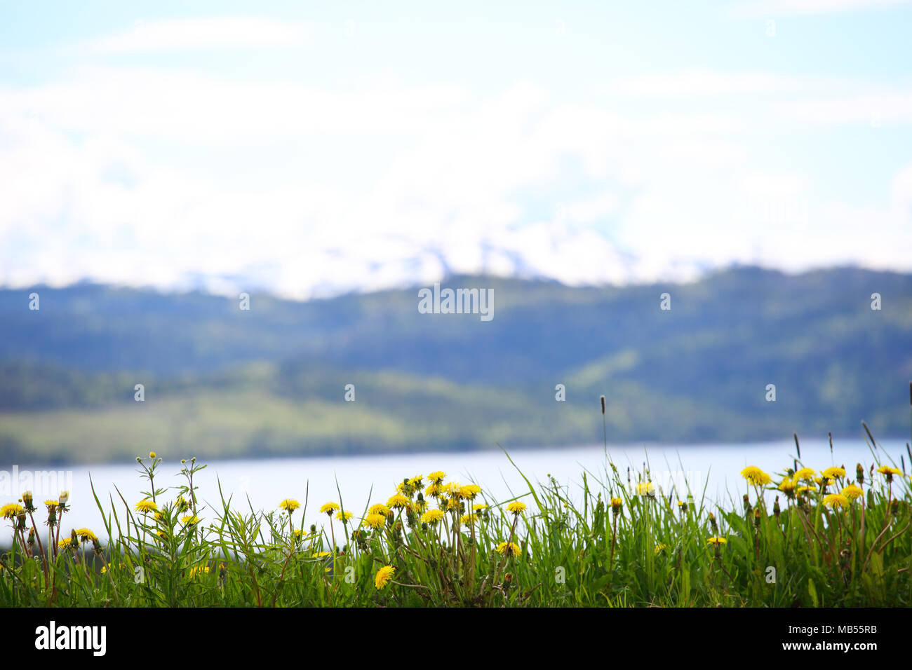 La molla Norwagian paesaggio selvaggio con fiori gialli, montagne e mare fjord sullo sfondo Foto Stock