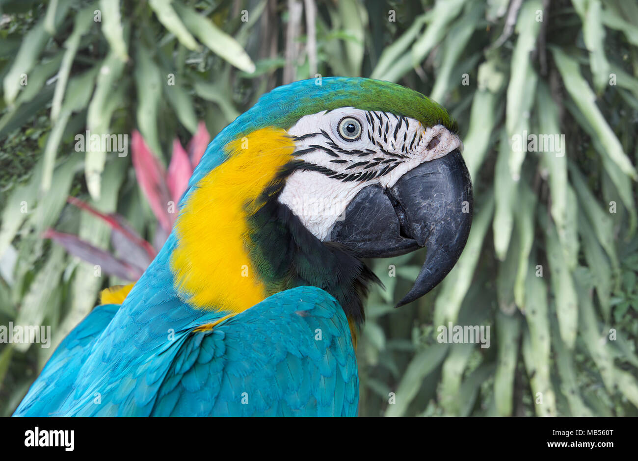 Close-up brasiliano di colore blu e giallo Macaw Foto Stock