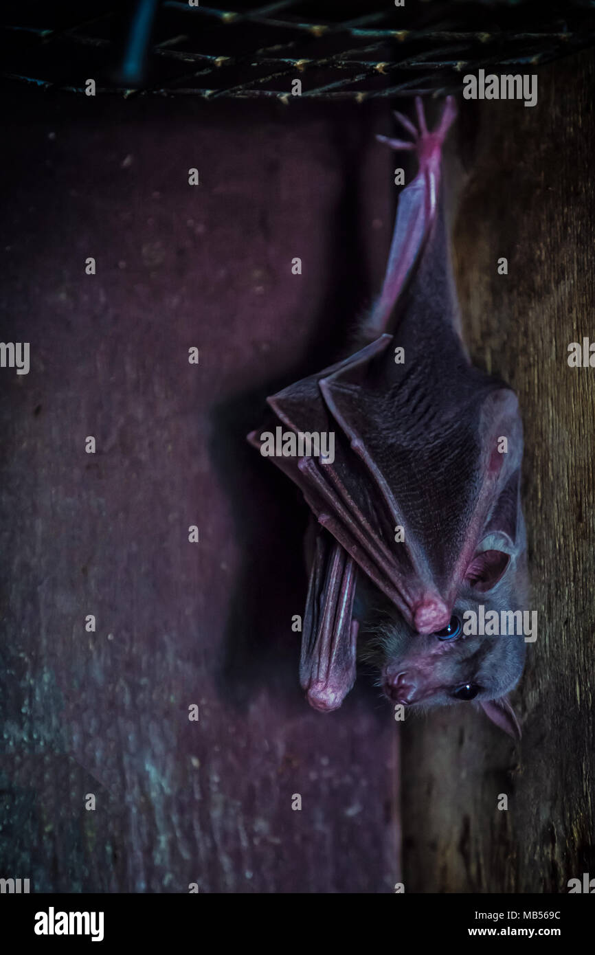 Close-up di un nero bat o Microchiroptera in un contatto zoo Foto Stock
