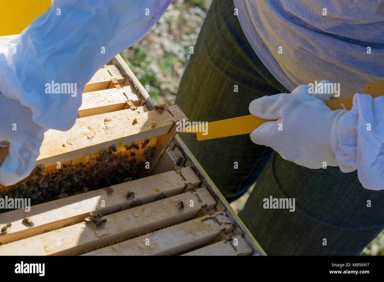 Fotogrammi di un alveare. Apicoltore la raccolta del miele. La bee fumatore è usato per calmare le api prima di rimuovere il telaio. Apicoltore ispezione Bee Hive Foto Stock