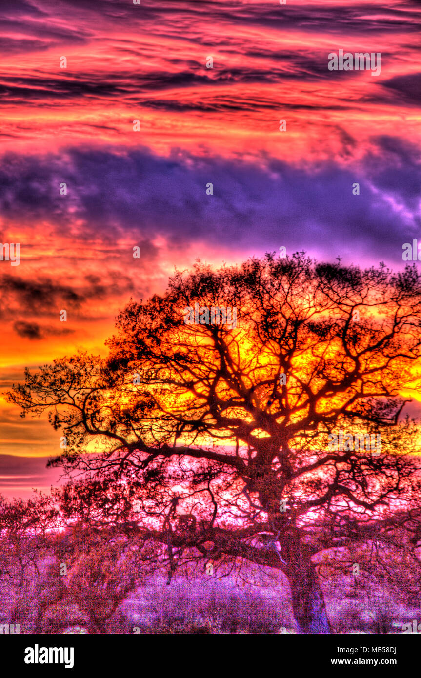 Villaggio di Coddington, Inghilterra. Tramonto artistico vista sulle zone rurali Cheshire. Foto Stock