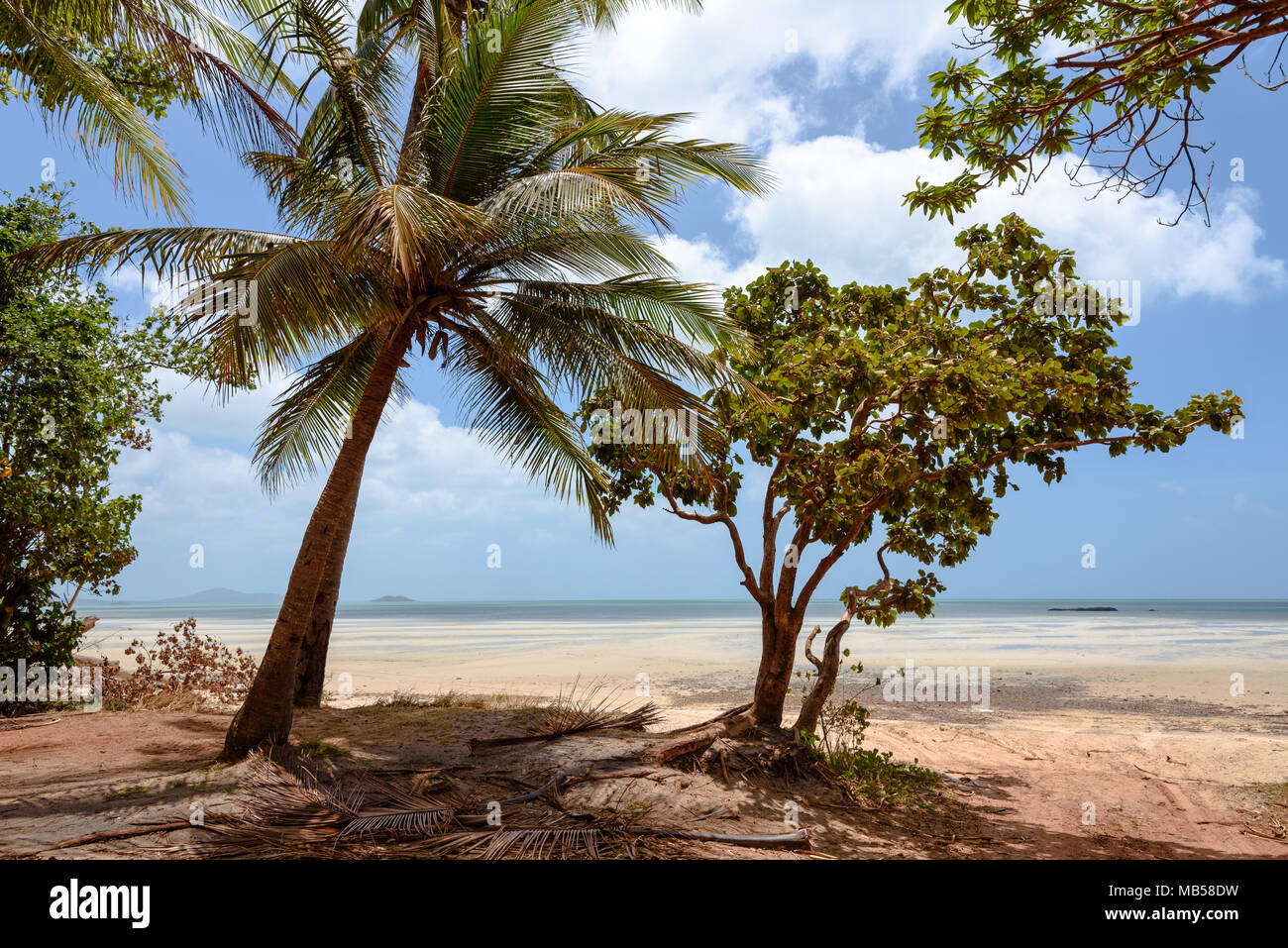 Alla fine della strada Pajinka presso la spiaggia di frangipani, da Cape York, il punto più settentrionale del continente australiano Foto Stock