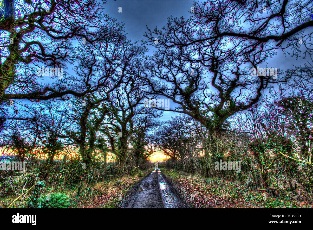 Villaggio di Coddington, Inghilterra. Artistico vista del tramonto su un bridleway nelle zone rurali del Cheshire. Foto Stock