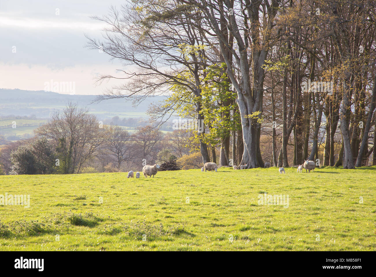 Pecore e agnelli pascolano in un campo nel Devon Regno Unito Foto Stock