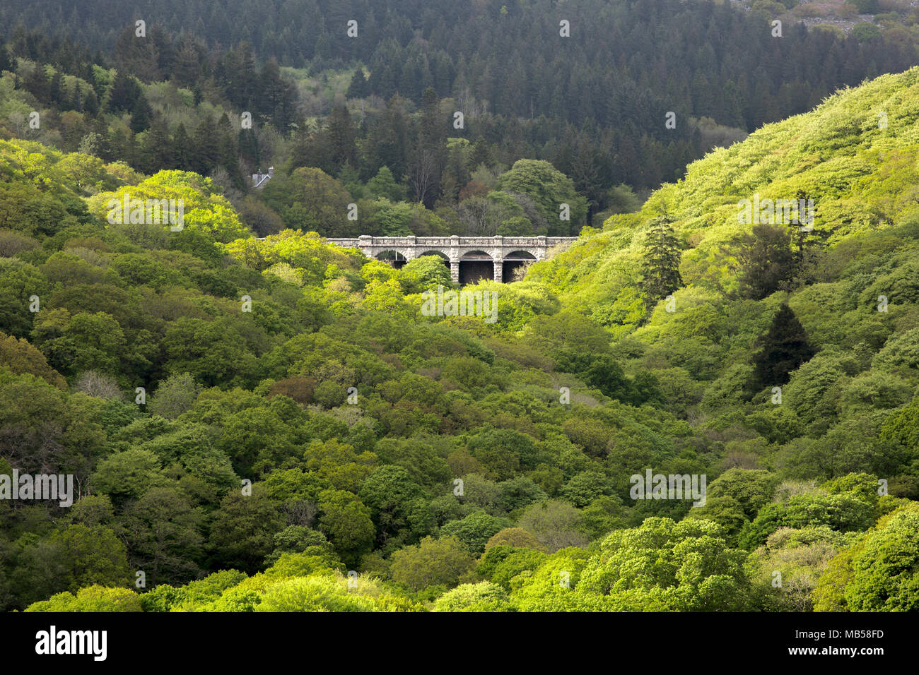 Serbatoio Burrator immerso tra boschi nella primavera del Parco Nazionale di Dartmoor Devon UK Foto Stock