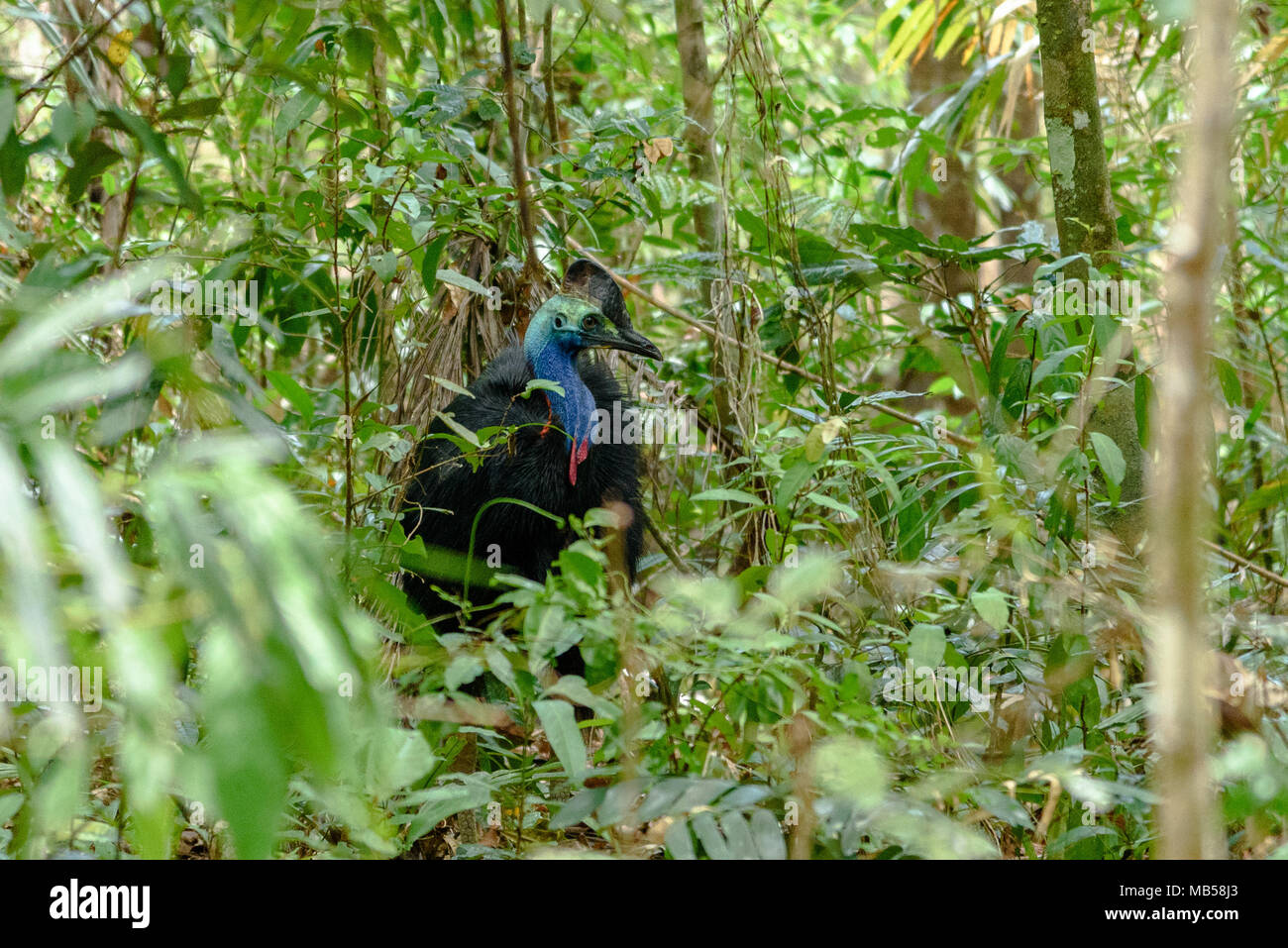 Un casuario camminando attraverso il sottobosco nella foresta pluviale di Daintree Foto Stock