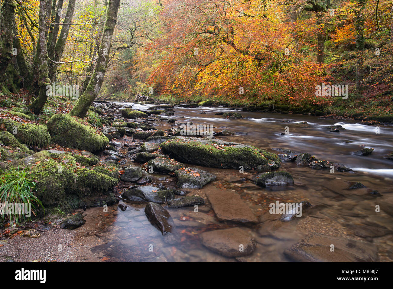 Il fiume barle vicino Tarr passi in autunno Exmoor Somerset REGNO UNITO Foto Stock