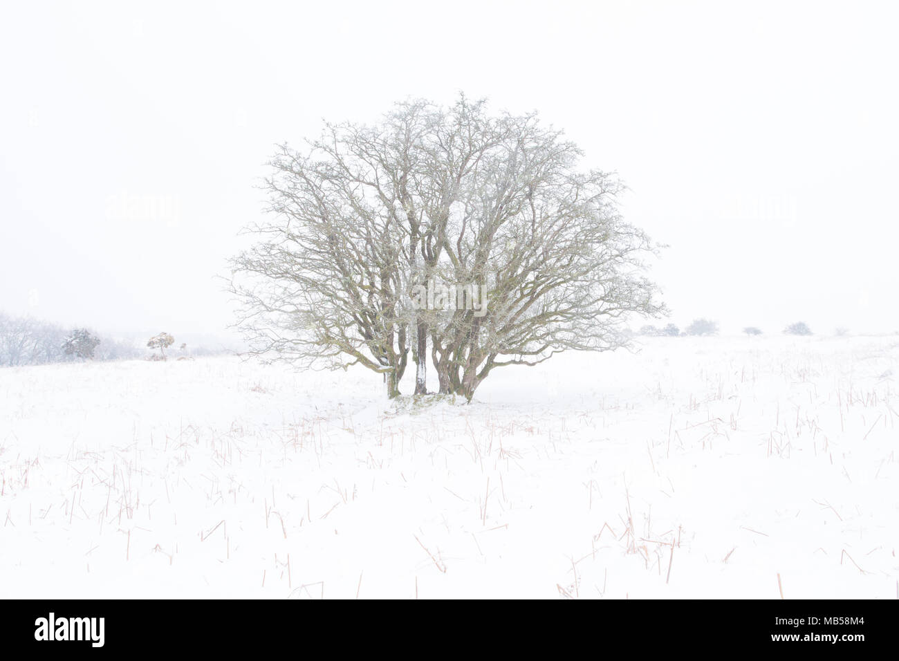 Lone Tree neve nel Parco Nazionale di Dartmoor Devon UK Foto Stock
