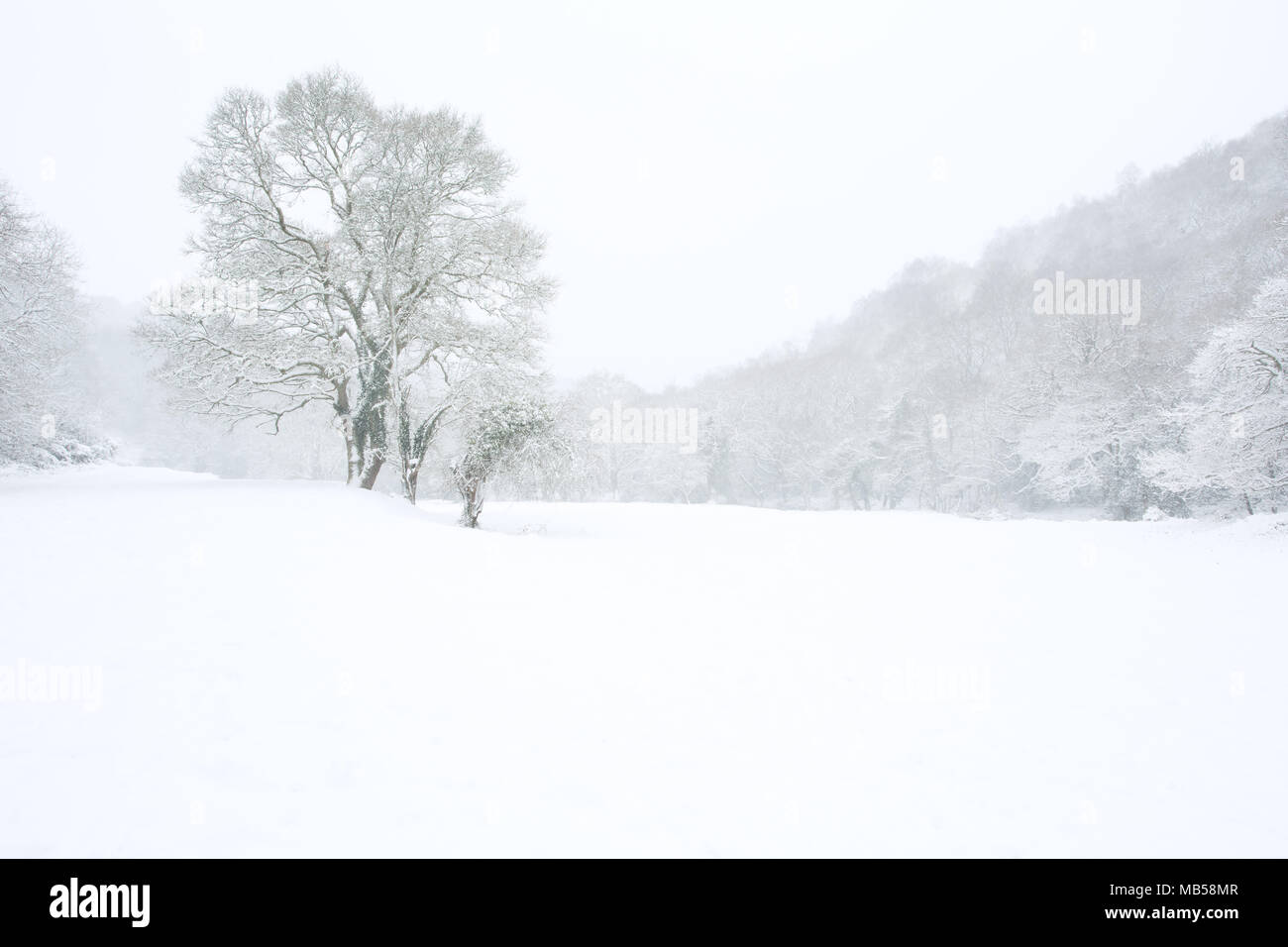 Albero in una coperta di neve prato circondato da boschi, Devon Regno Unito Foto Stock