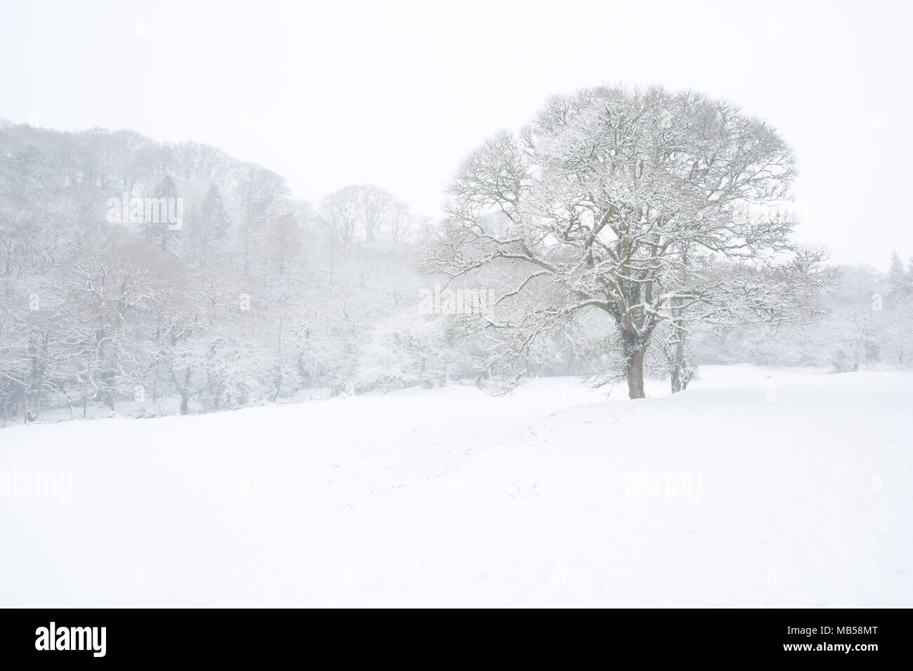 Albero in una coperta di neve prato circondato da boschi, Devon Regno Unito Foto Stock