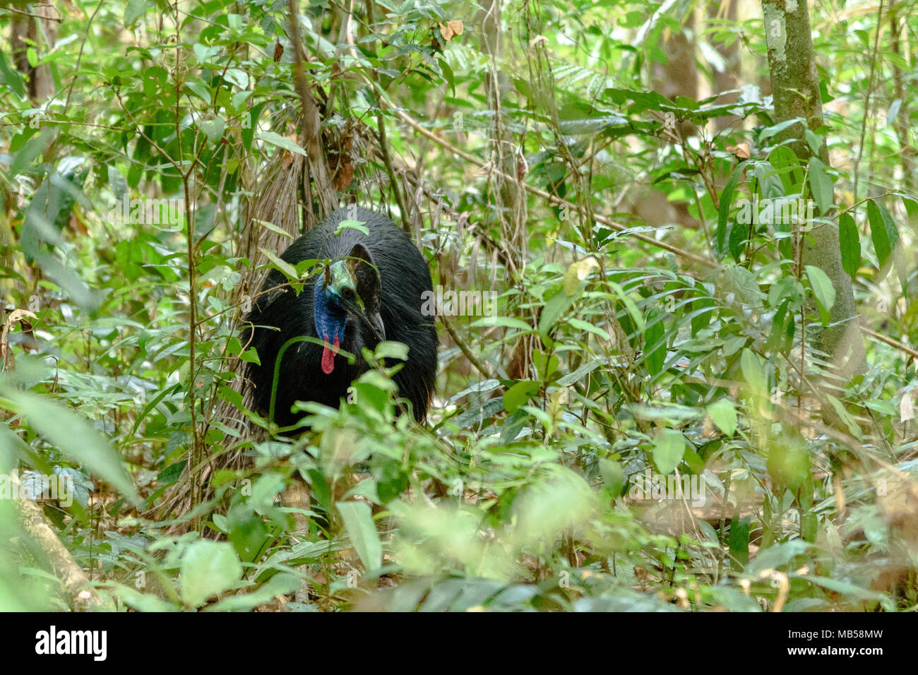 Un casuario camminando attraverso il sottobosco nella foresta pluviale di Daintree Foto Stock