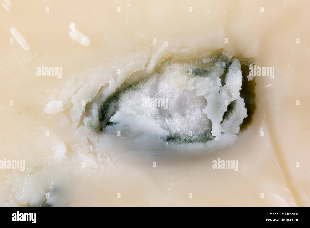 Close-up del tedesco di formaggio a pasta morbida cambozola e lo stampo che sapori. Regno Unito Foto Stock