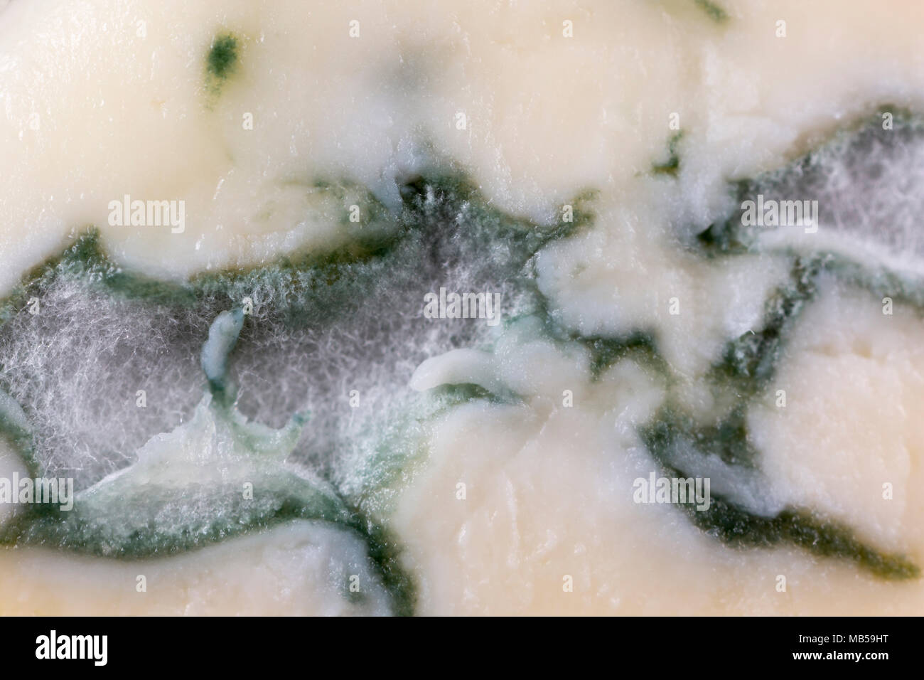 Close-up del tedesco di formaggio a pasta morbida cambozola e lo stampo che sapori. Regno Unito Foto Stock