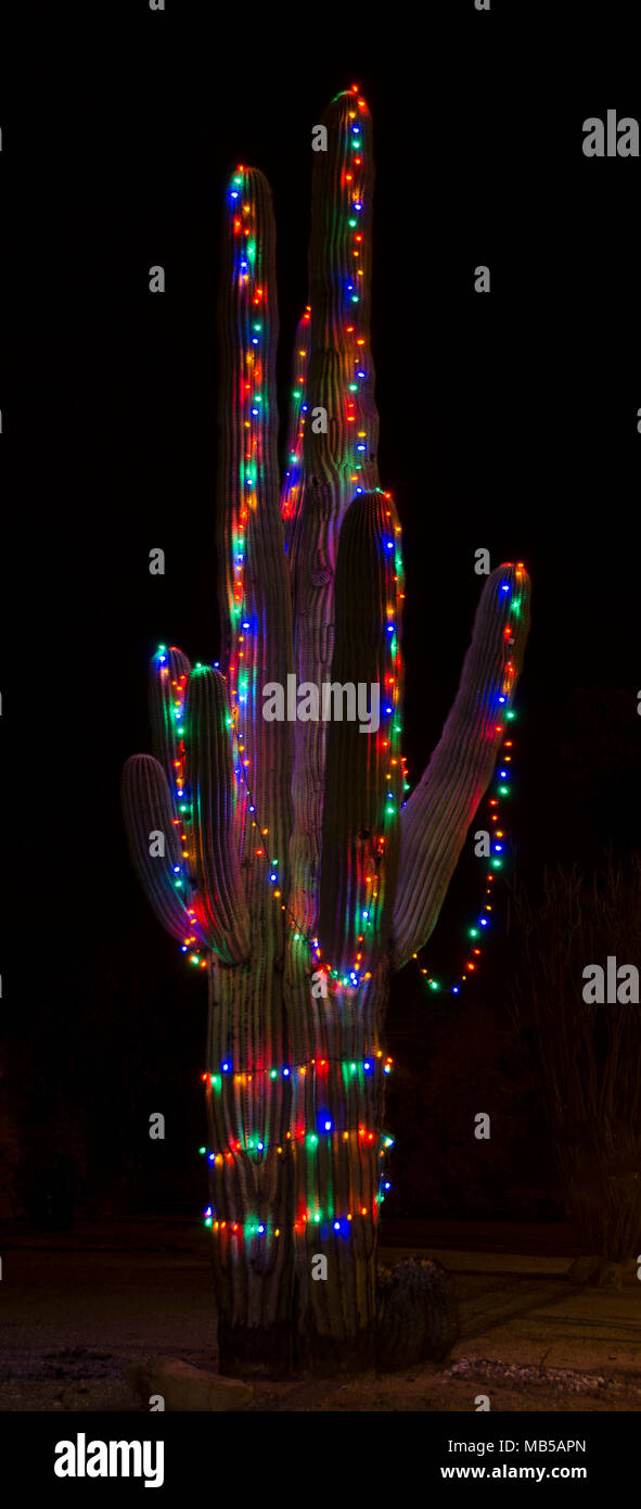 Un gigante di cactus Saguaro è decorato con le luci del Natale per la stagione delle vacanze. Foto Stock