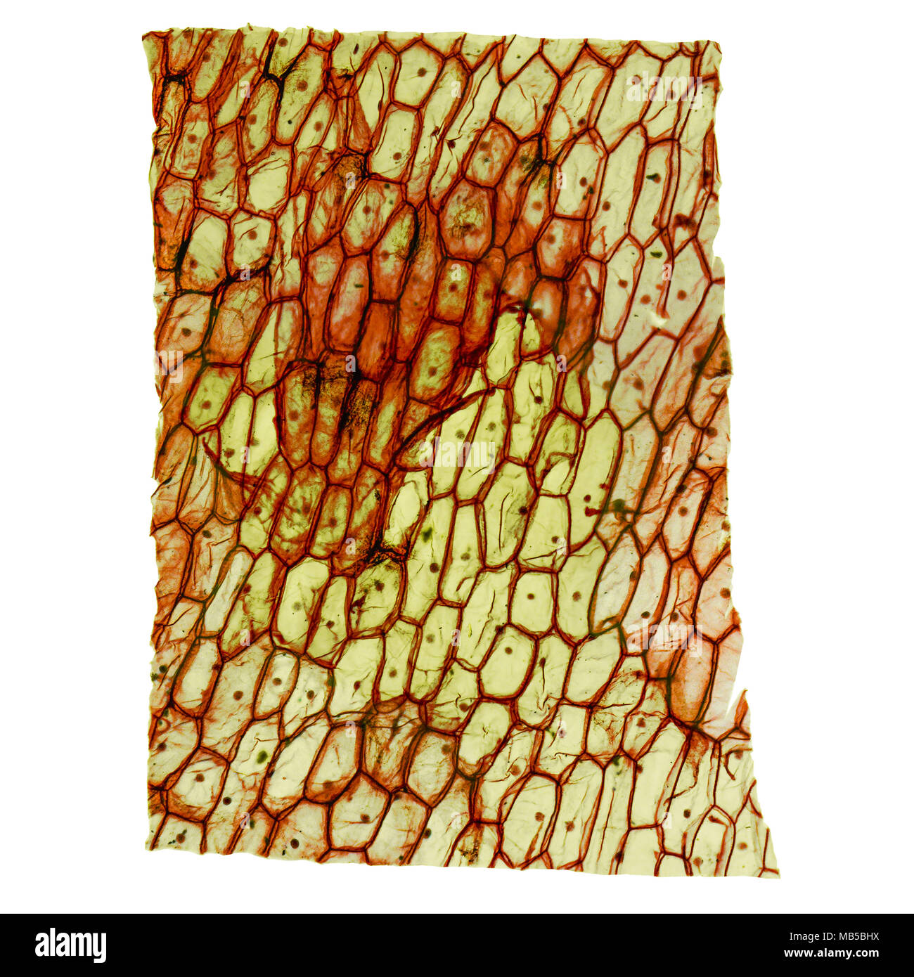 Alta risoluzione microfotografia ottica di cipolla cellule epidermus visto attraverso un microscopio Foto Stock