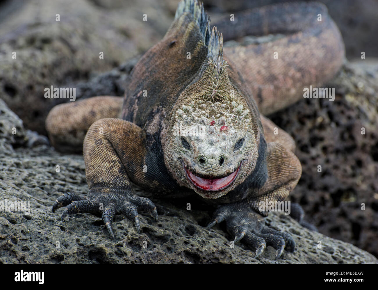 Un Iguana marina (Amblyrhynchus cristatus) agendo in modo aggressivo in una disputa territoriale, è insanguinato da una precedente lotta con un altro maschio. Foto Stock