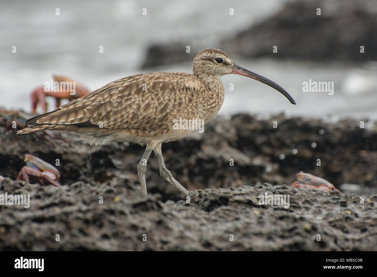 Un whimbrel in caccia di piccoli granchi lungo la costa delle Galapagos in Sud America. Questi uccelli costieri si trovano in gran parte del mondo. Foto Stock