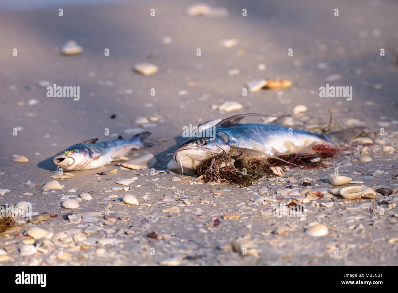 Marea rossa fa sì che il pesce di lavaggio fino morto su Delnor-Wiggins passare lo stato Park Beach in Naples, Florida Foto Stock