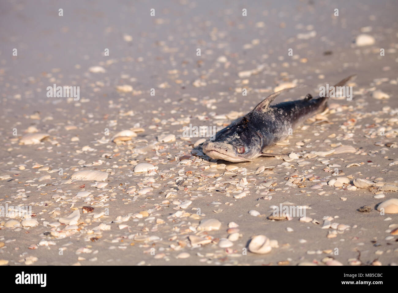 Marea rossa fa sì che il pesce di lavaggio fino morto su Delnor-Wiggins passare lo stato Park Beach in Naples, Florida Foto Stock