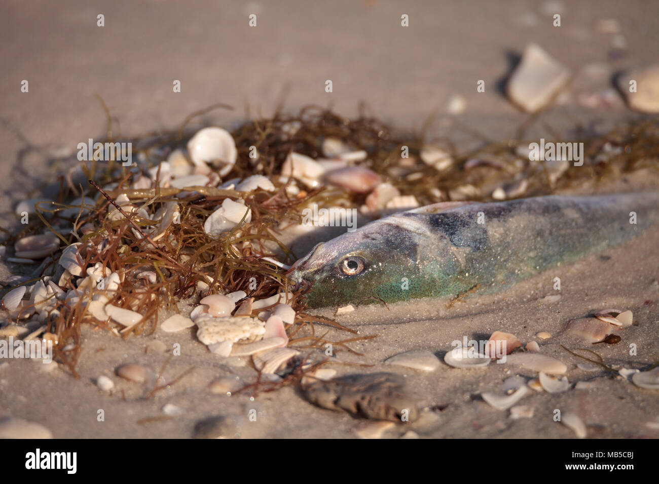 Marea rossa fa sì che il pesce di lavaggio fino morto su Delnor-Wiggins passare lo stato Park Beach in Naples, Florida Foto Stock