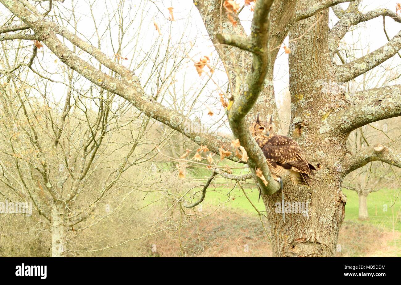 Allevati a mano di medie dimensioni lunghe orecchie gufo africano seduto in una struttura ad albero in Oriente campagna del Sussex. East Sussex. La Gran Bretagna. Foto Stock